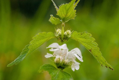 Lamiaceae, Lamium album, mint, white deaf nettle, flora, plants, plants, deaf nettle, white dead