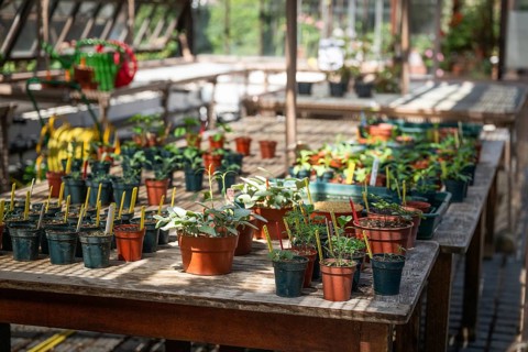 Seedlings, historic greenhouse, Chelsea Physic Garden, historic botanical garden, oldest botanical