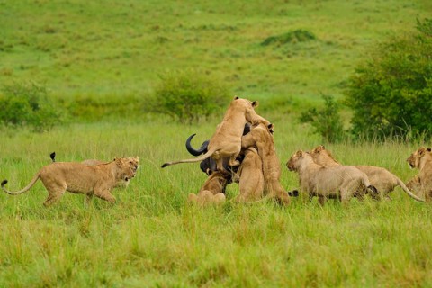 Several lions carry out a coordinated attack on a buffalo: lion (Panthera leo), Cape buffalo
