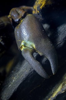 American crayfish, astacoid, astacus leniusculus, crayfish, Californian crayfish, pacifastacus