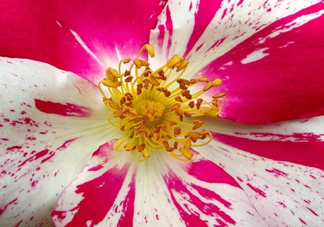 Rosenblüte, Climbing Condesa de Sastago, USA, Vestal, close-up, Deutsches Rosarium, Westfalenpark,