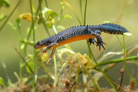 Alpine newt, mountain newt, ichthyosaura alpestris, mesotriton alpestris, triturus alpestris,