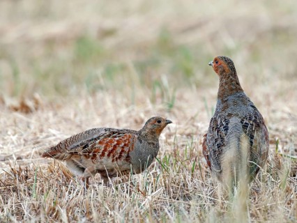 Partridge (Perdix perdix) – a cock and a hen in a mown meadow, Solms, Hesse, Germany