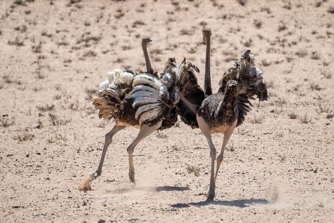 Common ostrich (Struthio camelus) hunting, Kgalagadi Transfrontier National Park, Northern Cape,