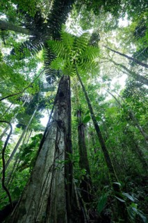 Daytime low-angle view looking up at a massive tree trunk wraDaytime low-angle view looking up at a