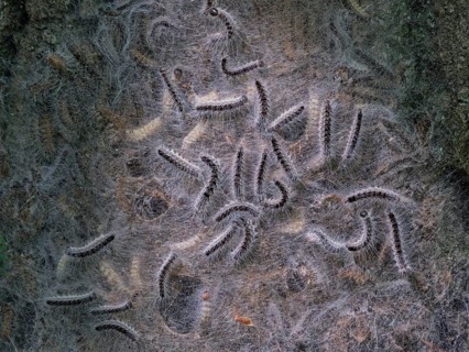 Oak processionary caterpillars (Thaumetopoea processionea), Berlin, Germany