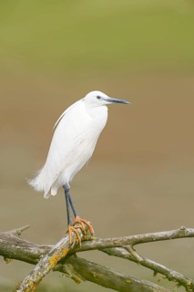 Little Egret (Egretta garzetta), adult bird, perched on a branch, wildlife, nature photography,