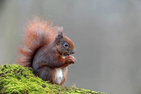 The first picture of this squirrel (Sciurus vulgaris) is the start of a photo project lasting