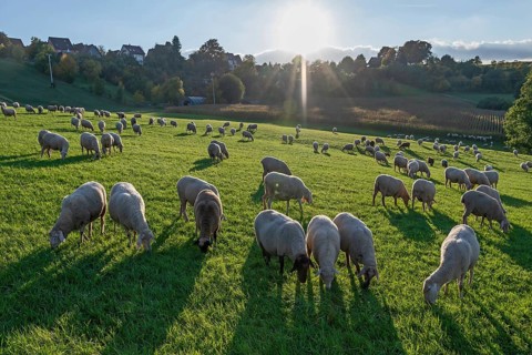A flock of sheep (Ovis gmelini aries) grazing in a meadow, backlit, Tauchersreuth, Middle