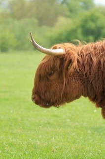 A side-view portrait of a Highland cow with a reddish-brown coat and horns against a green