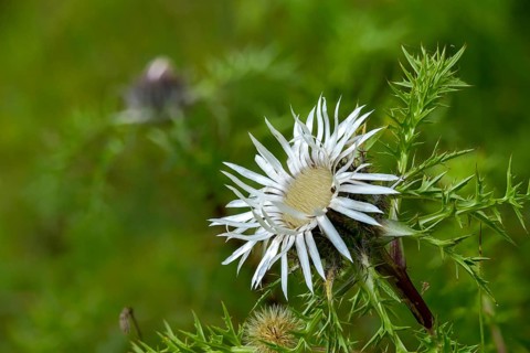 Asteraceae, carlina acaulis, boar root, daisy carline thistle, flora, plants, plants, silver