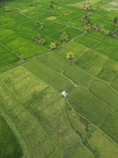 Default, geometrically arranged rice paddies in a green landscape, crossed by small paths, aerial