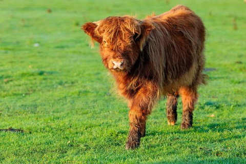 Early one sunny morning, a Highland calf (Bos primigenius taurus) walks across a green pasture at