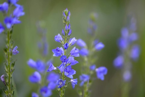 Creeping Speedwell, Honorary Prize, Hungarian Speedwell, Plantaginaceae, Veronica Teucrium,