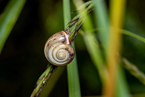 Close-up of a snail on grass with a spiral pattern, a Carthusian snail on a blade of grass in