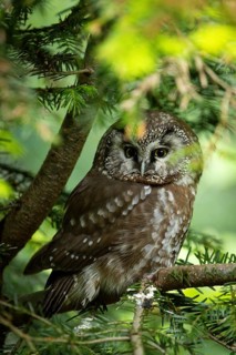 An owl perched on a branch in a peaceful natural setting, Ural Owl (Strix uralensis), adult, on a