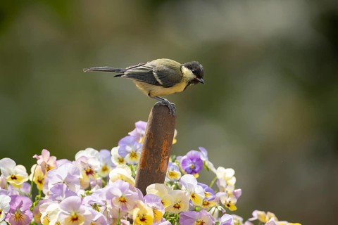 Great tit (Parus major) adult garden bird on a garden trowl handle in a pot of flowering pansy