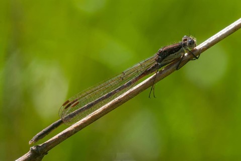 Common winter dragonfly, Sympecma fusca, winter damselfly, damselflies, dragonflies, insects,