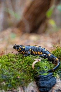 Fire salamander, salamandra salamandra, amphibians, amphibians, caudata, high size, vertical