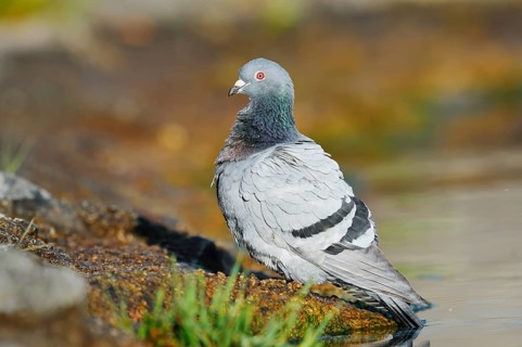 A rock pigeon (Columba livia forma domestica) stands on the bank of a pond, North Rhine-Westphalia,
