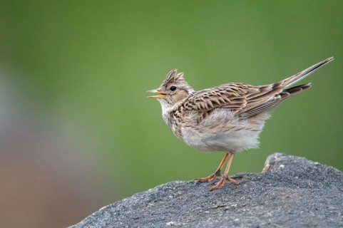 2010, Alauda Arvensis, Brandenburg, skylark, Germany, Nabu, national natural heritage, natural