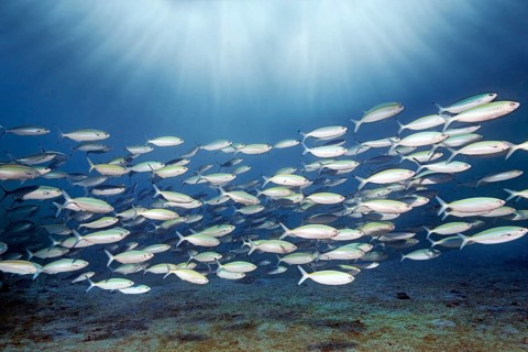 Shoal of golden-striped fusiliers (Pterocaesio chrysozona) swimming in the open sea, Red Sea,
