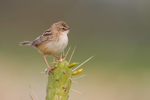 Zitting Cisticola - Zistensänger - Cisticola juncidis ssp. cisticola, Morocco