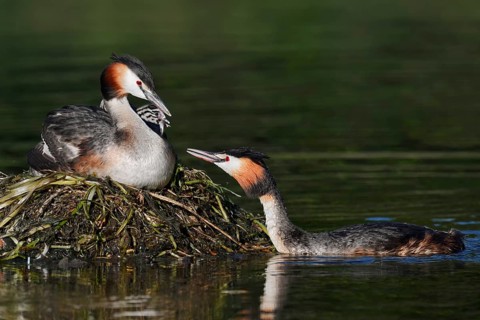 A great crested grebe (Podiceps cristatus) feeding its chicks in the nest, North Rhine-Westphalia,
