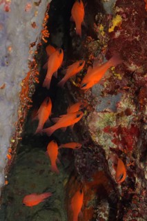 A school of orange-coloured fish, the king red mullet (Apogon imberbis), swims amongst the rocks in