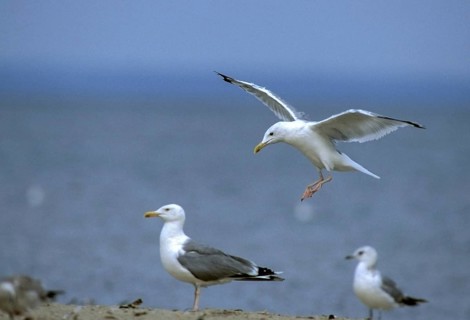 Herring gull, Larus argentatus, herring gull, birds, charadriiformes, flying, flight, gulls, leo,