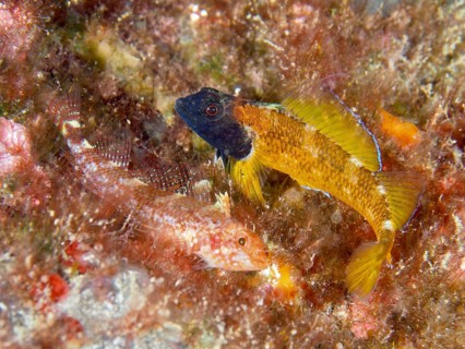 Two fish, Black-faced blenny (Tripterygion delaisi), a male and a female, hidden amongst the
