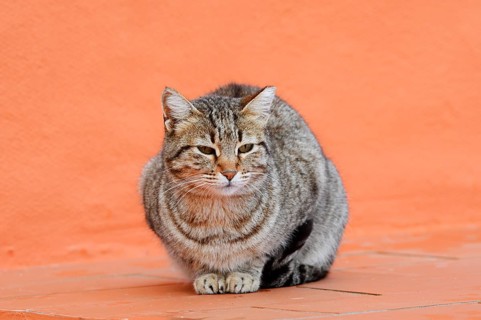 House cat, Algarve, Portugal