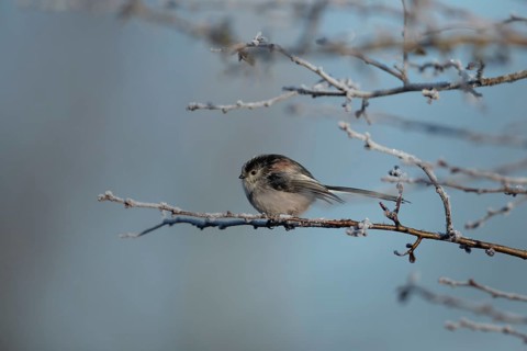 Long tailed tit (Aegithalos caudatus) adult bird on a frost covered tree branch in winter, England,
