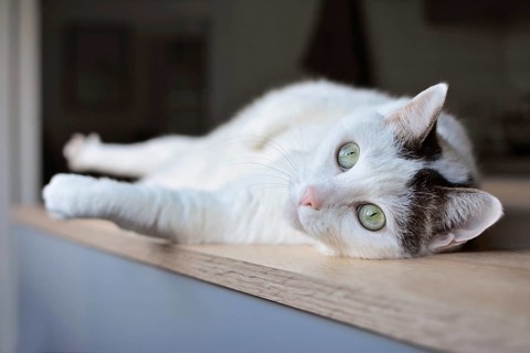 European house cat lying on side on table with green eyes and pink nose