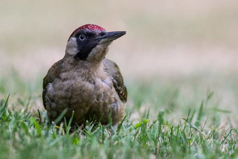 Green Woodpecker (Picus viridis), Emsland, Lower Saxony, Germany