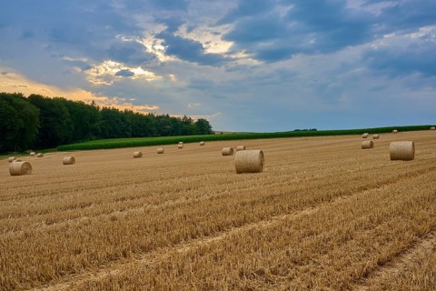 Straw bales in fields under a cloudy sky at dusk, summer, Reichartshausen, Amorbach, Odenwald,
