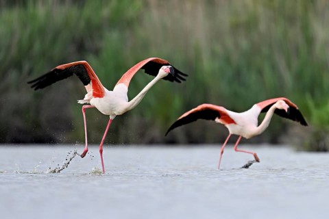 Two greater flamingos (Phoenicopterus roseus), taking departure, Camargue Regional Nature Park,