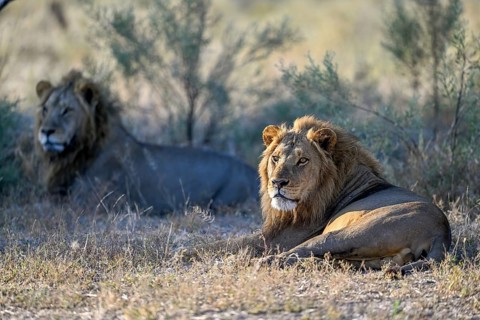 Two male lions (Panthera leo) in the southern part of the Okavango Delta near Atzaró Camp,