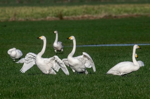 Whooper swans (Cygnus cygnus), Emsland, Lower Saxony, Germany