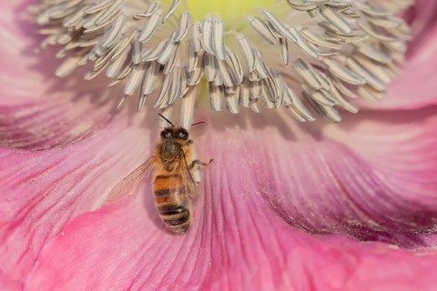 Honey bee (Apis mellifera) adult insect feeding on a garden poppy flower, Suffolk, England, United