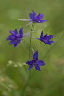 Royal larkspur (Consolida regalis), Emsland, Lower Saxony, Germany
