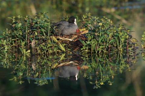 Common coot (Fulica atra) with chicks on the nest, North Rhine-Westphalia, Germany
