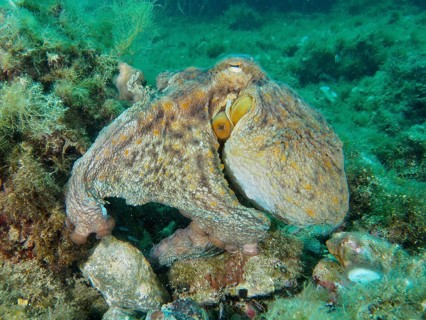 A Common Octopus (Octopus vulgaris) on an underwater rock, barely visible due to its camouflage,