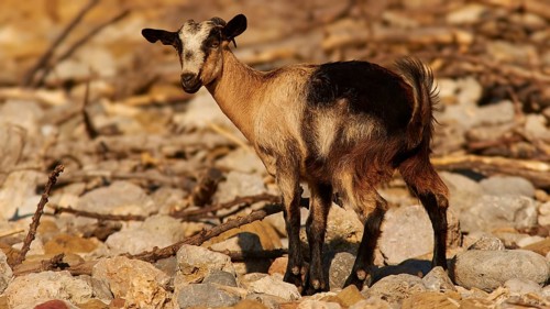 Morning light, a goat standing among stones surrounded by natural environment, Rodopou Peninsula,