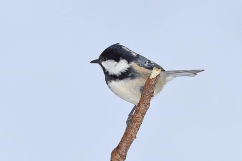 Coal tit (Parus ater), perched on a piece of driftwood covered in lichen, Wilden, North