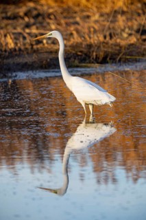 Great White Egret (Egretta alba) Germany