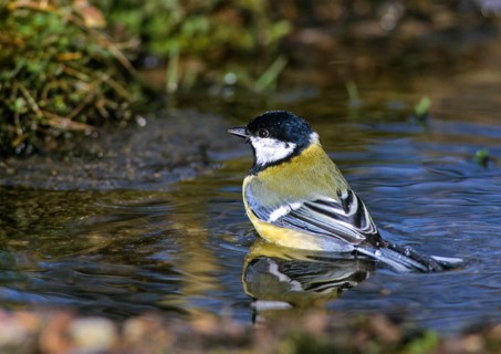 Great tit, great tit, parus major, bath, bird bath, birds, tit, passeri, songbirds, songbirds,