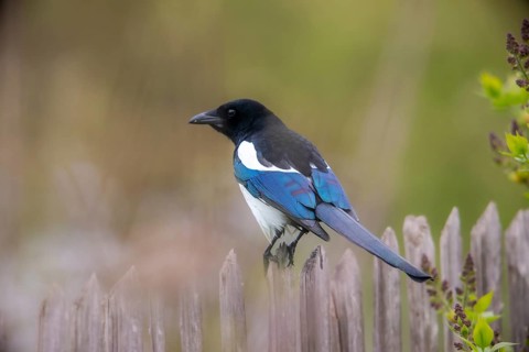 Magpie, pica pica, birds, corvidae family of birds, garden, garden fence, garden fence, passeri,