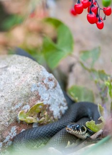 Grass Snake, Natrix Natrix, Grass Snake, Critters, High Size, Portrait, Reptilia, Reptiles, Ringed