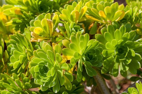 Lush green succulents in sunlight with healthy leaves and natural charm, Aeonium, Majorca, Balearic